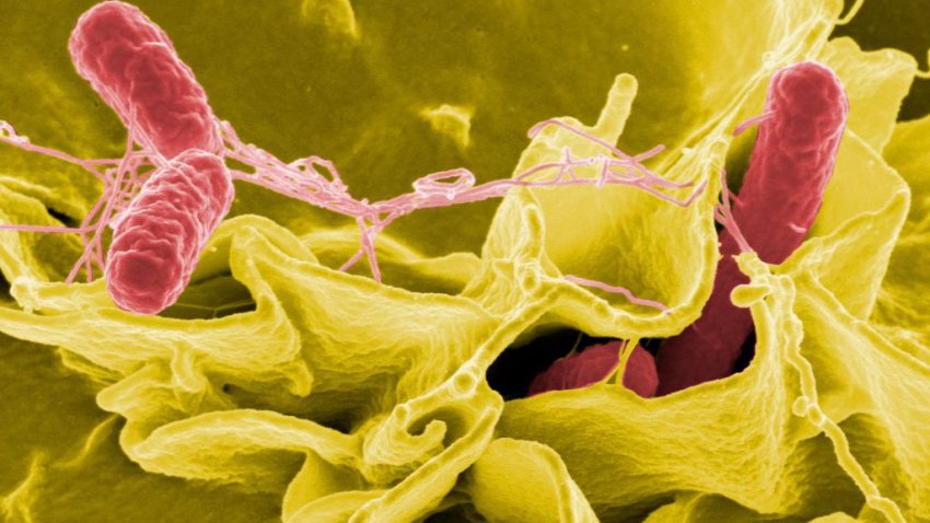 Salmonella bacteria, a common cause of foodborne disease, invade an immune cell. Credit: NIAID. (Photo by: IMAGE POINT FR/NIH/NIAID/BSIP/Universal Images Group via Getty Images)