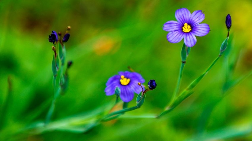 Blue-eyed grass