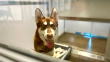 Bronco is a one year old dog surrendered by his previous owner. He is available for adoption.