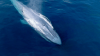 Unique blue whale moment in ‘The Americas' documentary captured off San Diego coast